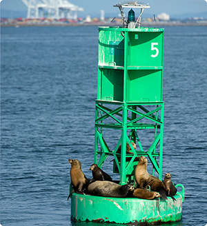 LA Harbor California Sea Lions