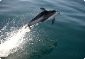 Whale Watching Dolphin