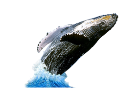 Humpback Whales - Whale Watching